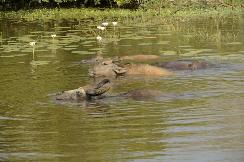 Wild water buffalo