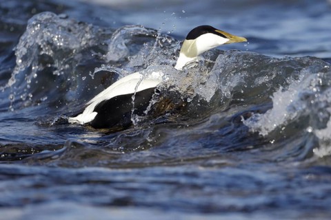 Common Eider