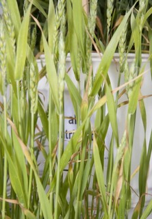 Sulphur deficiency in wheat