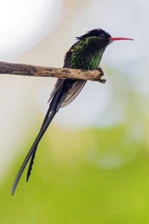Pennant-tailed