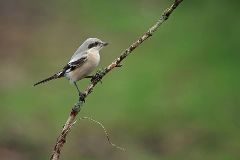 Steppe Grey Shrike