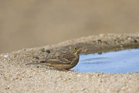 Ortolan Bunting