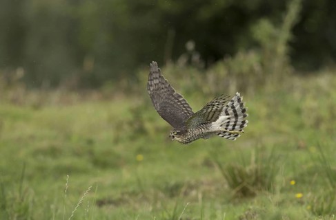 Eurasian eurasian sparrowhawk