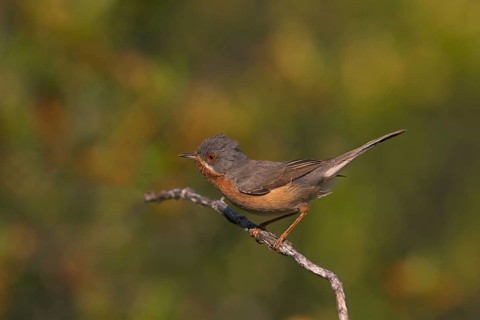 Subalpine Warbler