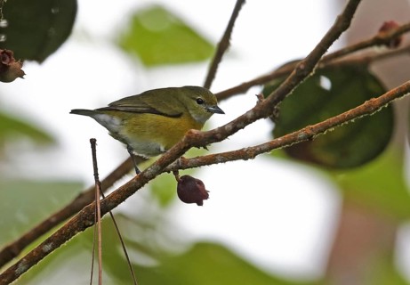 White Euphonia