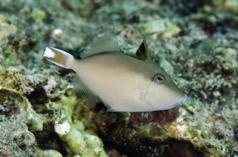 Flagtail triggerfish