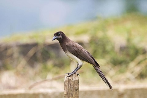Brown Jay