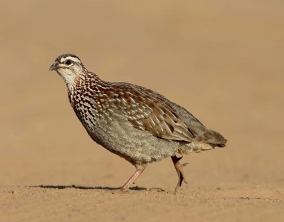 Crested Francolin