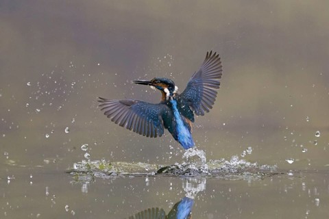 Common kingfisher