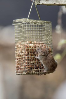 Bank Vole