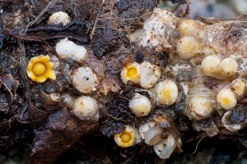 Fruiting bodies of shooting star