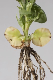 Young broad bean plant