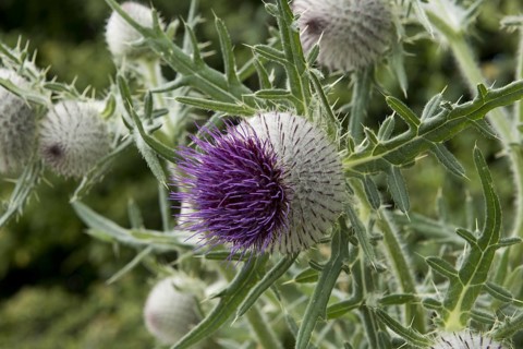 Flowers of large woolly thistle