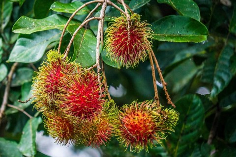 Rambutan