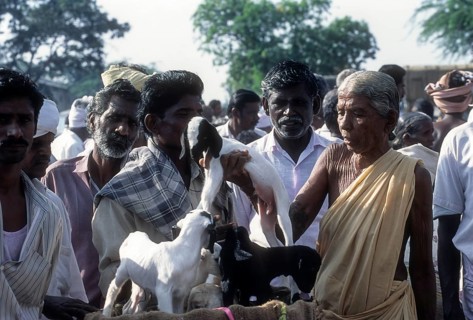 Selling goat calf in Periodical market at Perundurai near Erode