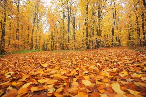 Autumn forest with fork in the road and golden leaf fall in Eppstein im Taunus