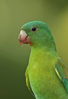 Adult orange-chinned parakeet