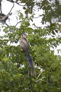 Grizzled Indian Squirrel