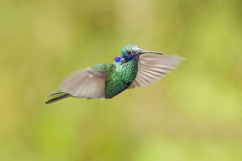Sparkling Violet-ear
