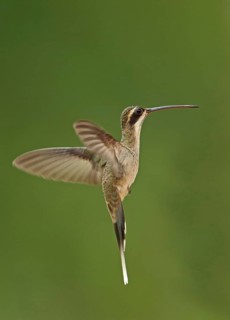 Light-bellied hermit