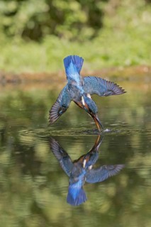 Common Kingfisher