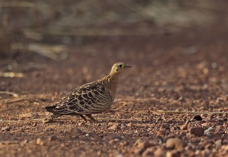 Four-banded Sandgrouse
