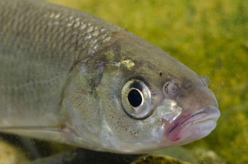 Common Dace