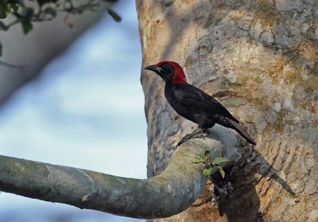 Red-headed Malimbe