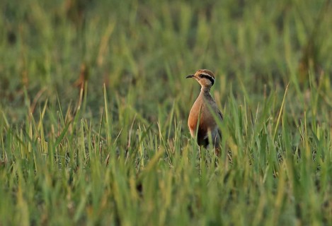 Temminck's Courser