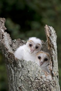 Common barn owl
