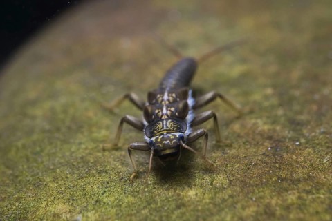 Plecoptera