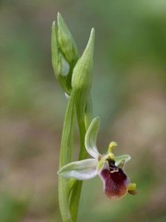 Aphrodite orchid