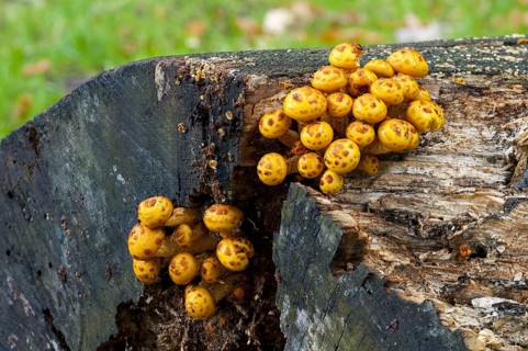 Fruiting bodies of golden scalycap
