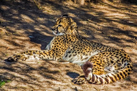 Cheetah