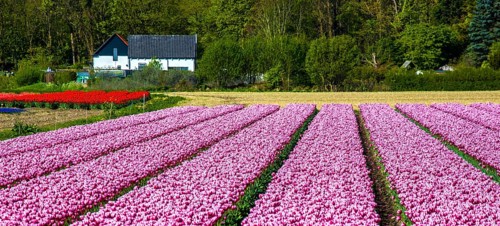 Flowering tulip fields