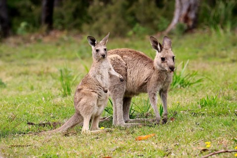 Eastern grey kangaroo