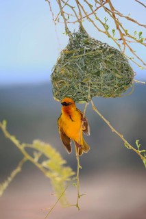 Cape weaver