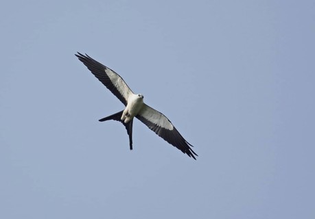 Swallow-tailed kite