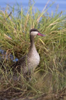 Red-billed Teal