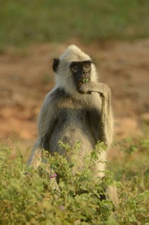 Tufted grey tufted gray langur