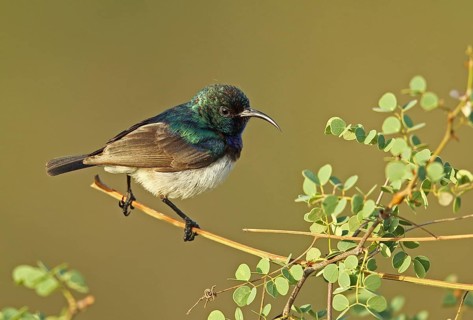 White-bellied Sunbird
