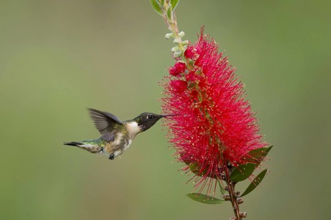 Ruby-throated hummingbird