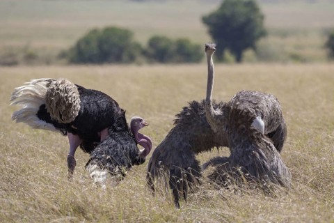 East African Ostrich