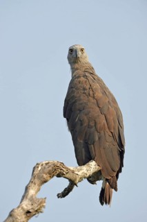Grey-headed fish-eagle