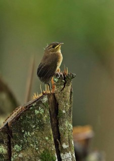 Southern House Wren
