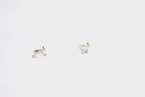 Mountain Hare