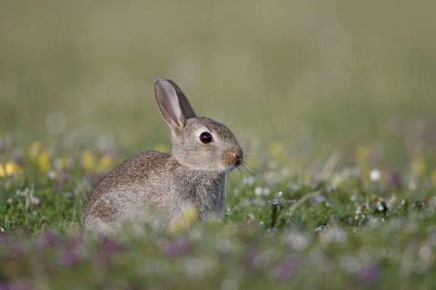 European Rabbit