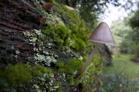A bonnet mushroom