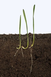 Wheat seeds germinating in a glass-sided container and showing root and air development