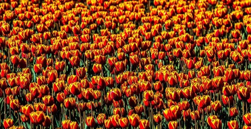 Flowering tulip fields